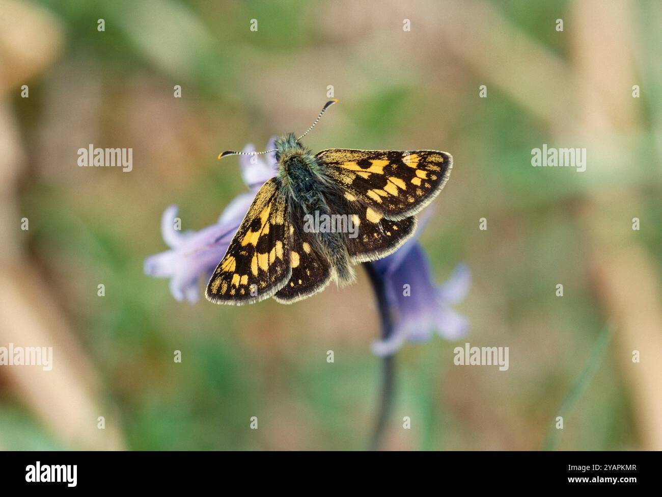 Karierter Skipper Schmetterling (Carterocephalus palaemon), der im Frühjahr auf Blauglocken (Endymion non-scriptus) im sessilen oakwood in Lochaber, Schottland, ruht. Stockfoto