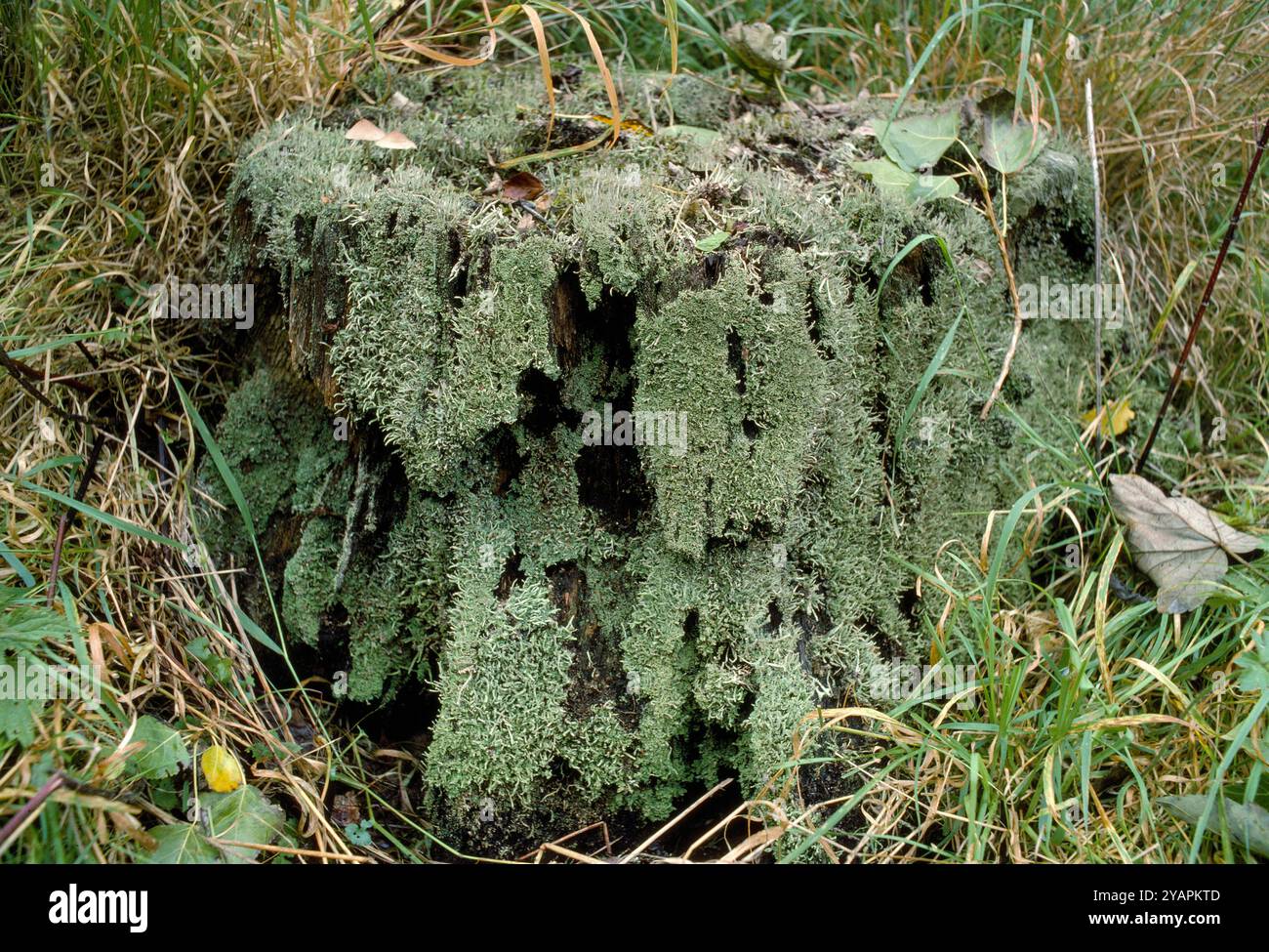 Cladonia coniocraea Flechte, wächst auf dem Stumpf einer langen toten Eiche, Berwickshire, Schottland, Februar Stockfoto