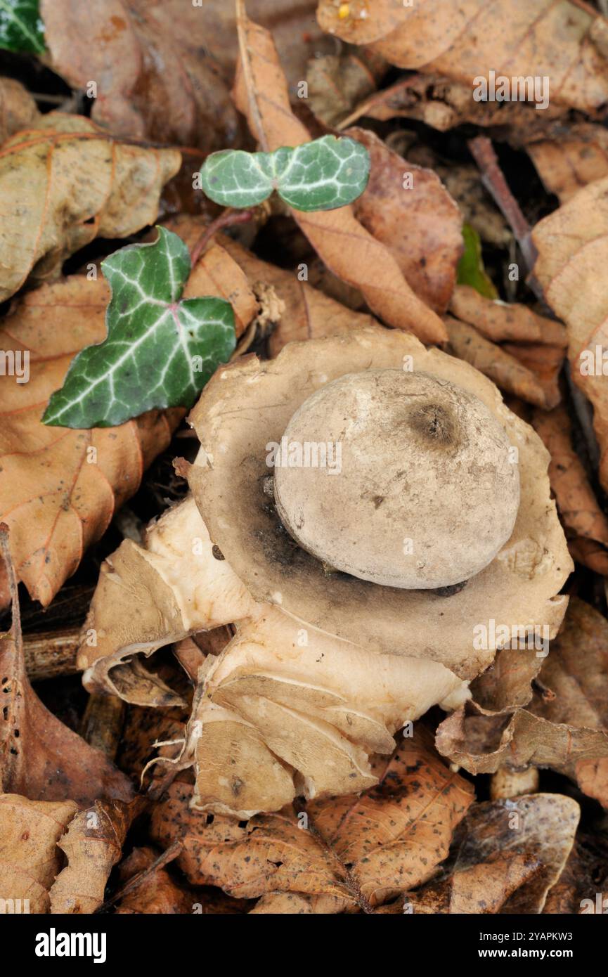 Erdensternpilze mit Kragen (Geastrum triplex) reifes Fruchtleib in Blattstreu unter der Hecke, Derbyshire, England, Oktober Stockfoto