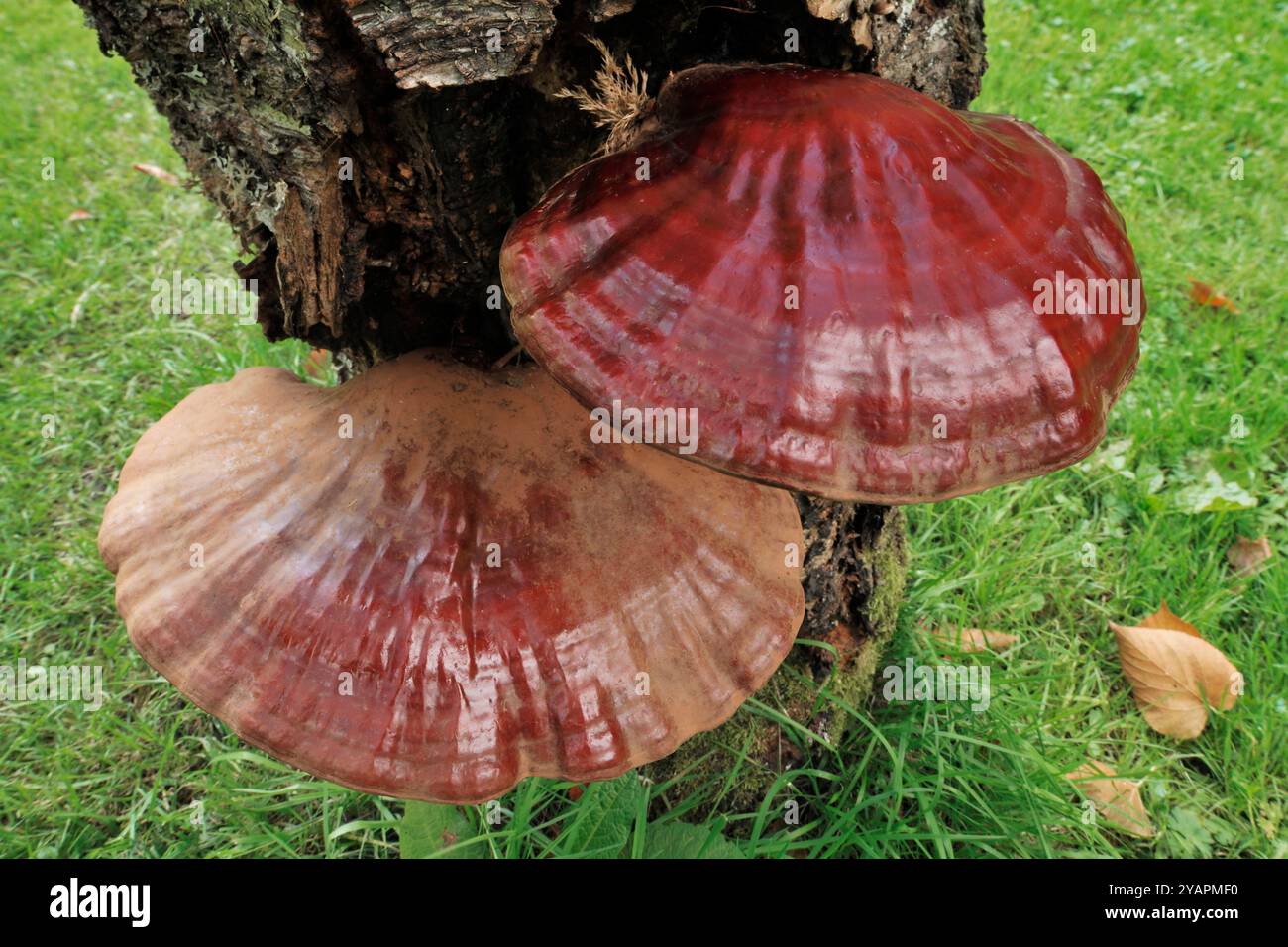 Lackierte Bracket Pilze (Ganoderma lucidum) Paar von Brackets, die am unteren Stamm eines Ahornbaums wachsen, Inverness-shire, Schottland, September Stockfoto