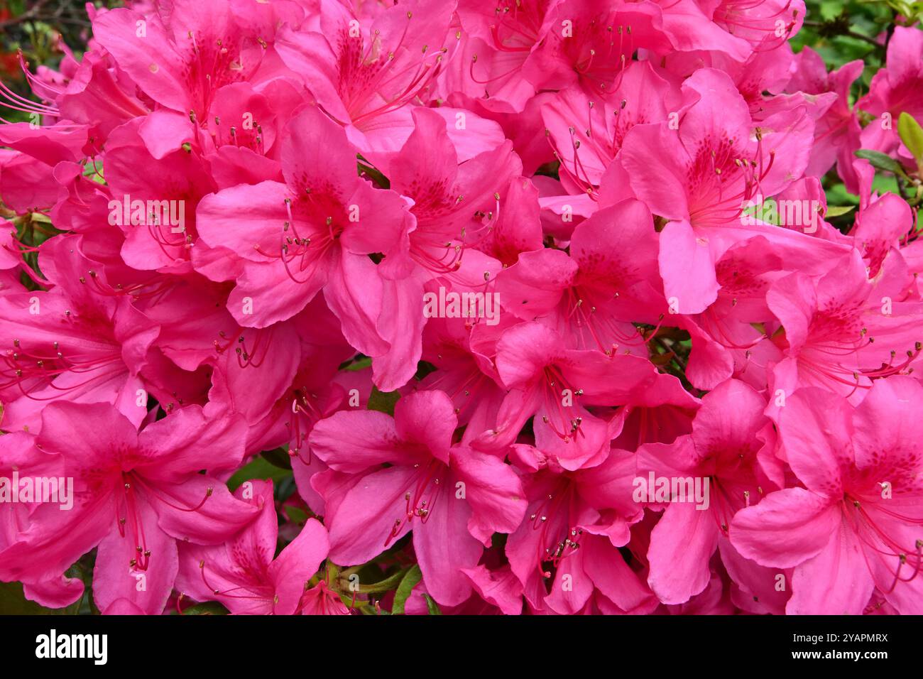 Lebhafte Frühlingsblumen von Rhododendron „Vuyk's Rosyred“ im britischen Garten Mai Stockfoto