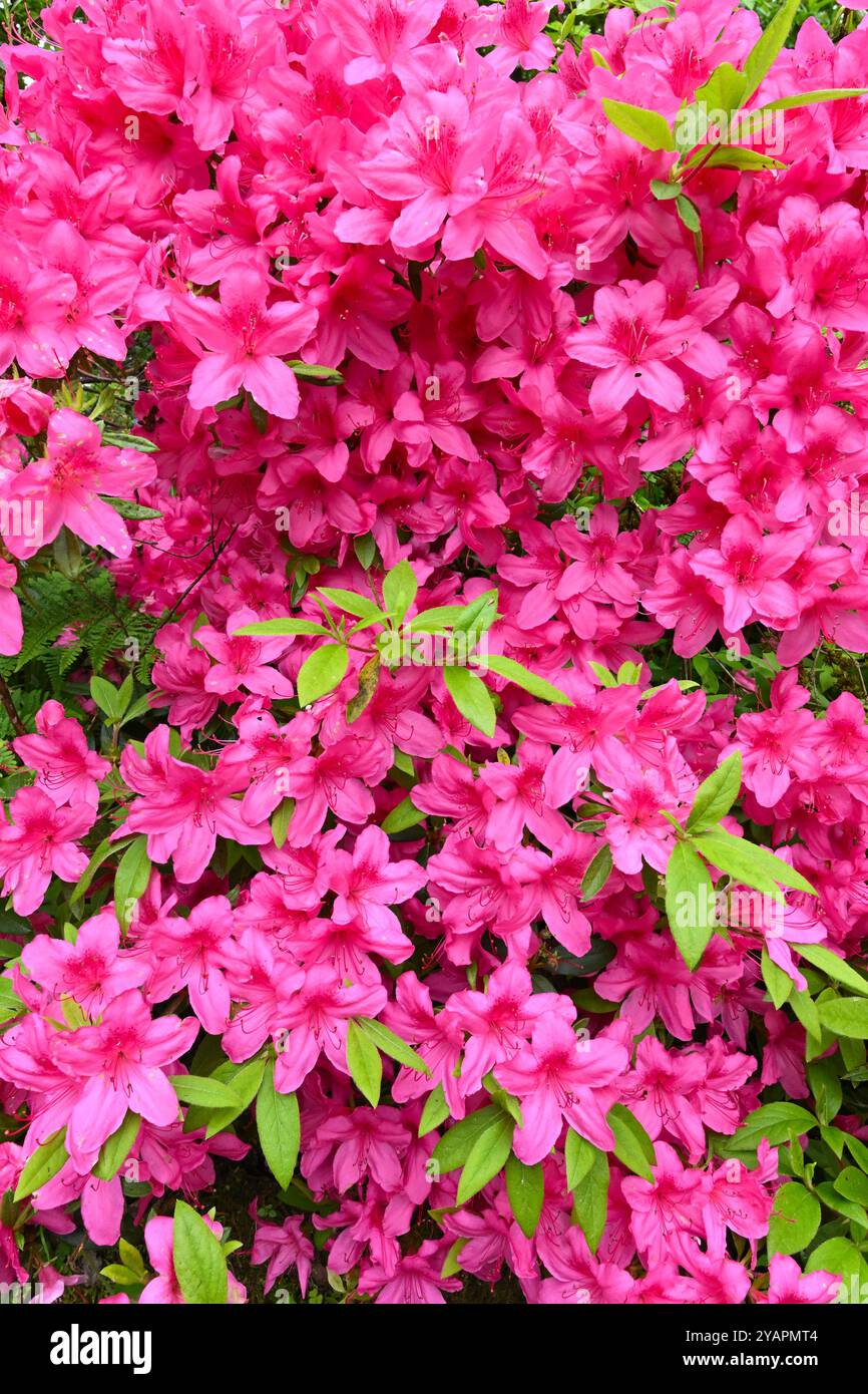 Lebhafte Frühlingsblumen von Rhododendron „Vuyk's Rosyred“ im britischen Garten Mai Stockfoto