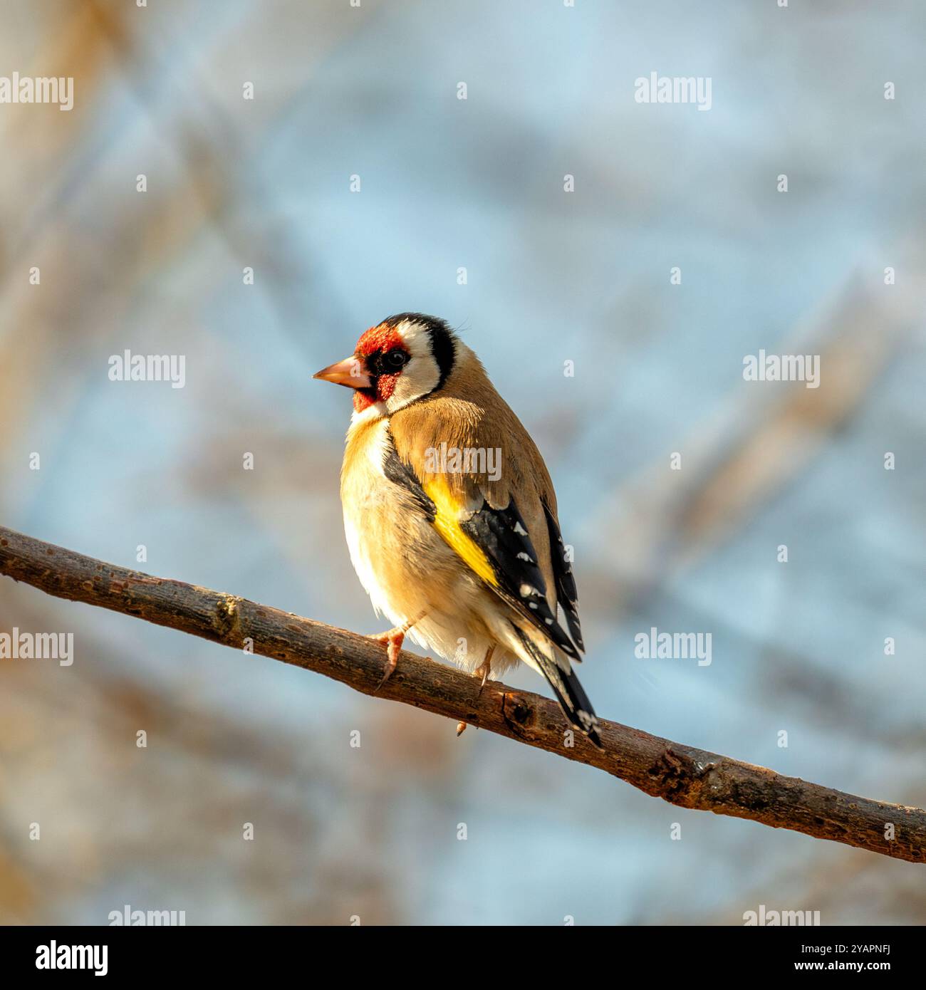 Europäischer Goldfink, der an seinem roten Gesicht und seinem leuchtenden Gefieder erkannt wird, ernährt sich von Samen. Foto gemacht in North County, Dublin Stockfoto