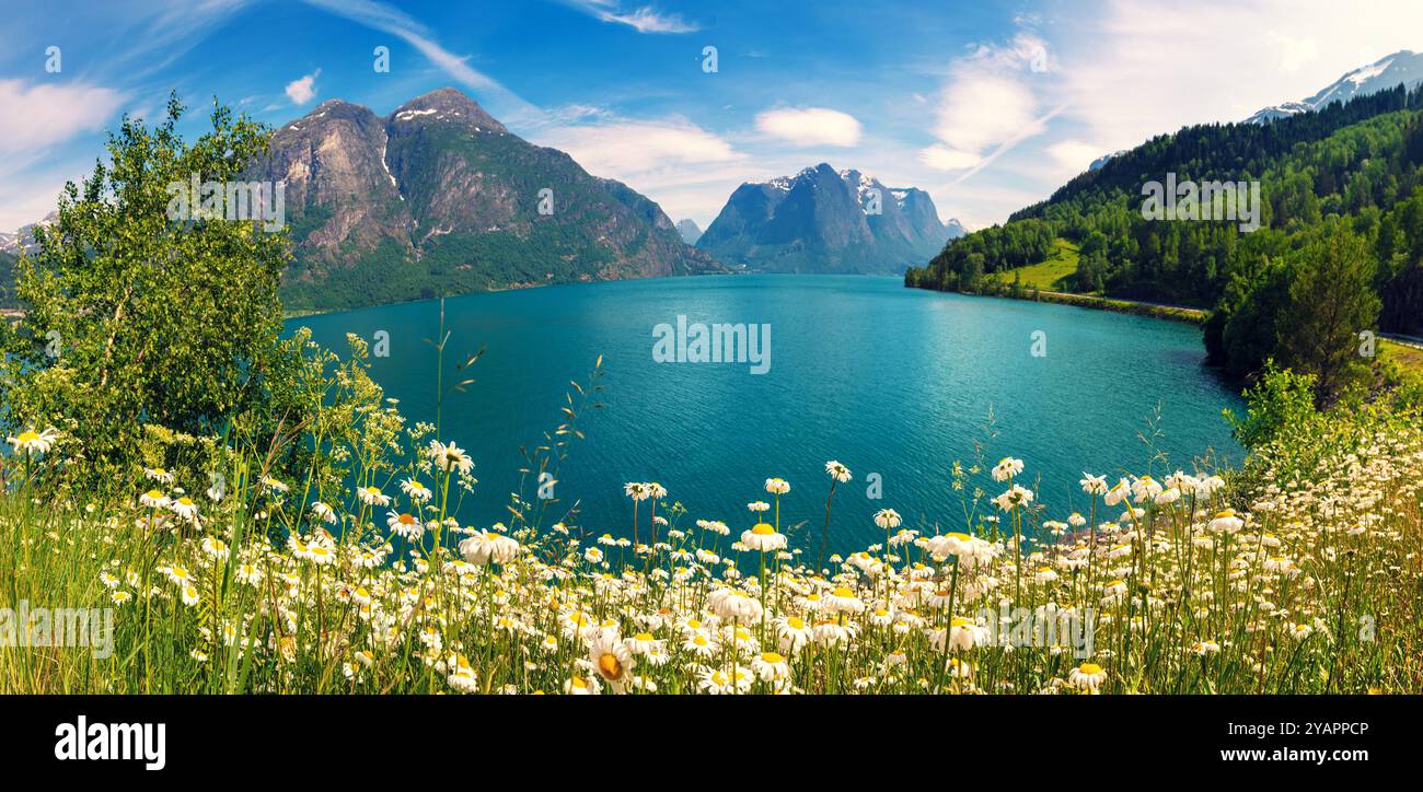 Kamillenblüten am Ufer des Sees Oppstrynsvatnet. Wunderschöne Natur Norwegens. Oppstryn, Norwegen Stockfoto