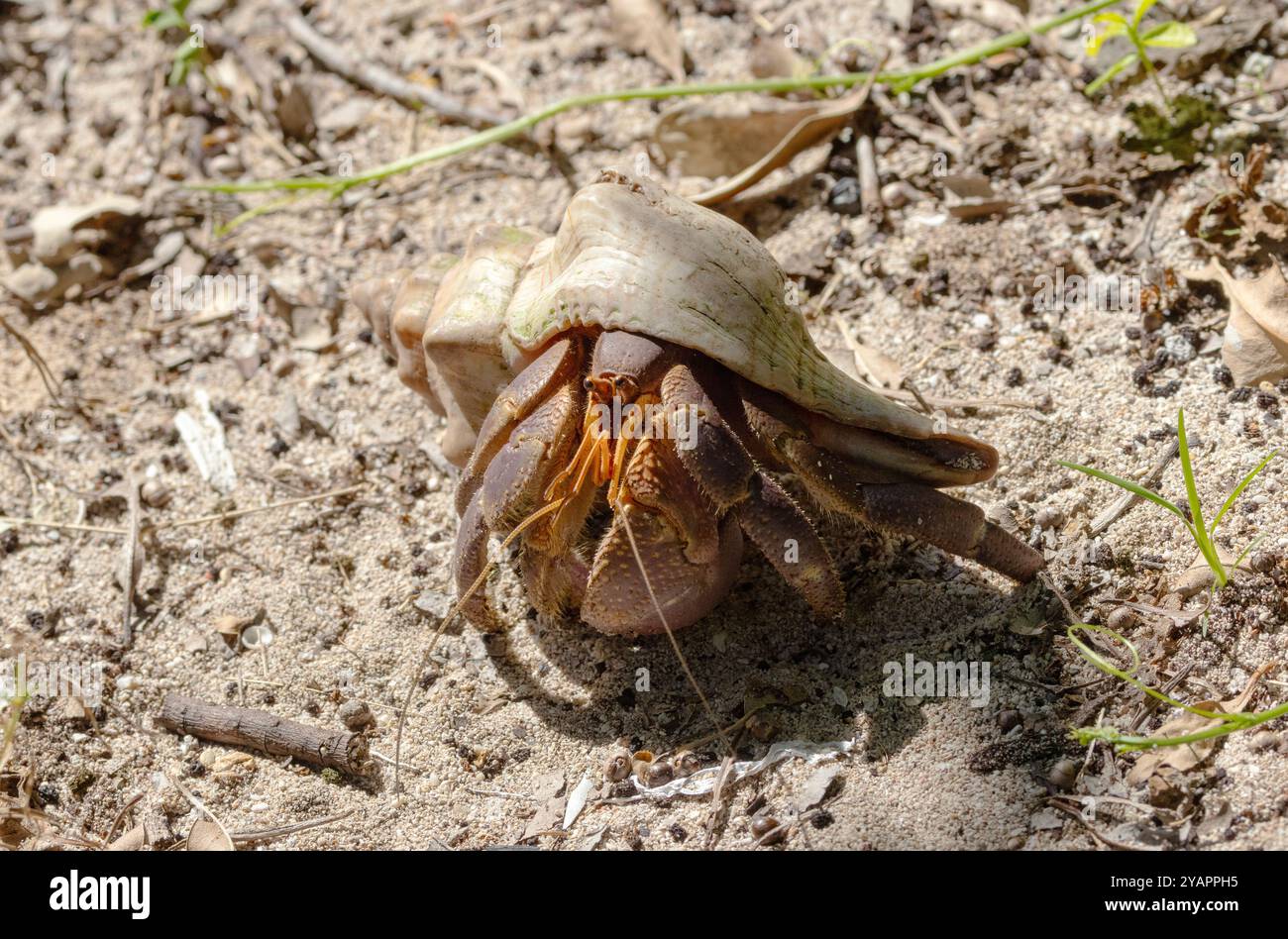 Die Landeinsiedlerkrabbe ist eine der größeren in der Familie und kehrt nur zum Meer zurück, damit die Weibchen ihre befruchteten Eier legen können. Stockfoto