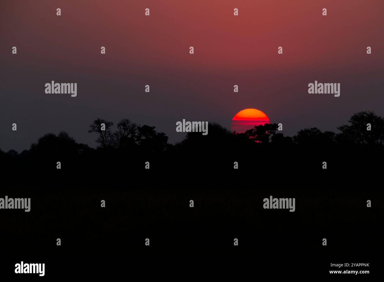 Sonnenaufgangslandschaft, farbenfroher bewölkter Himmel, Sonne halb über den Waldbäumen in Afrika. Okavango Delta, Botswana, Afrika Stockfoto