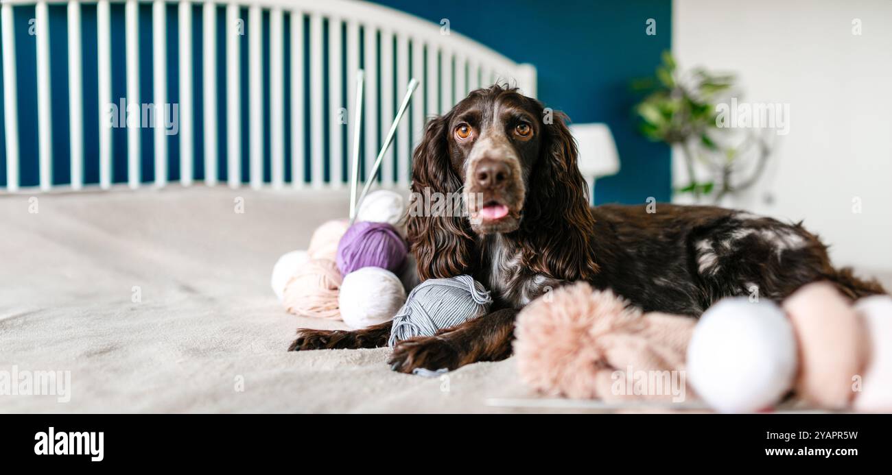 Hund russischer brauner Spaniel, der auf dem Bett liegt und mit bunten Wollfäden spielt. Stockfoto