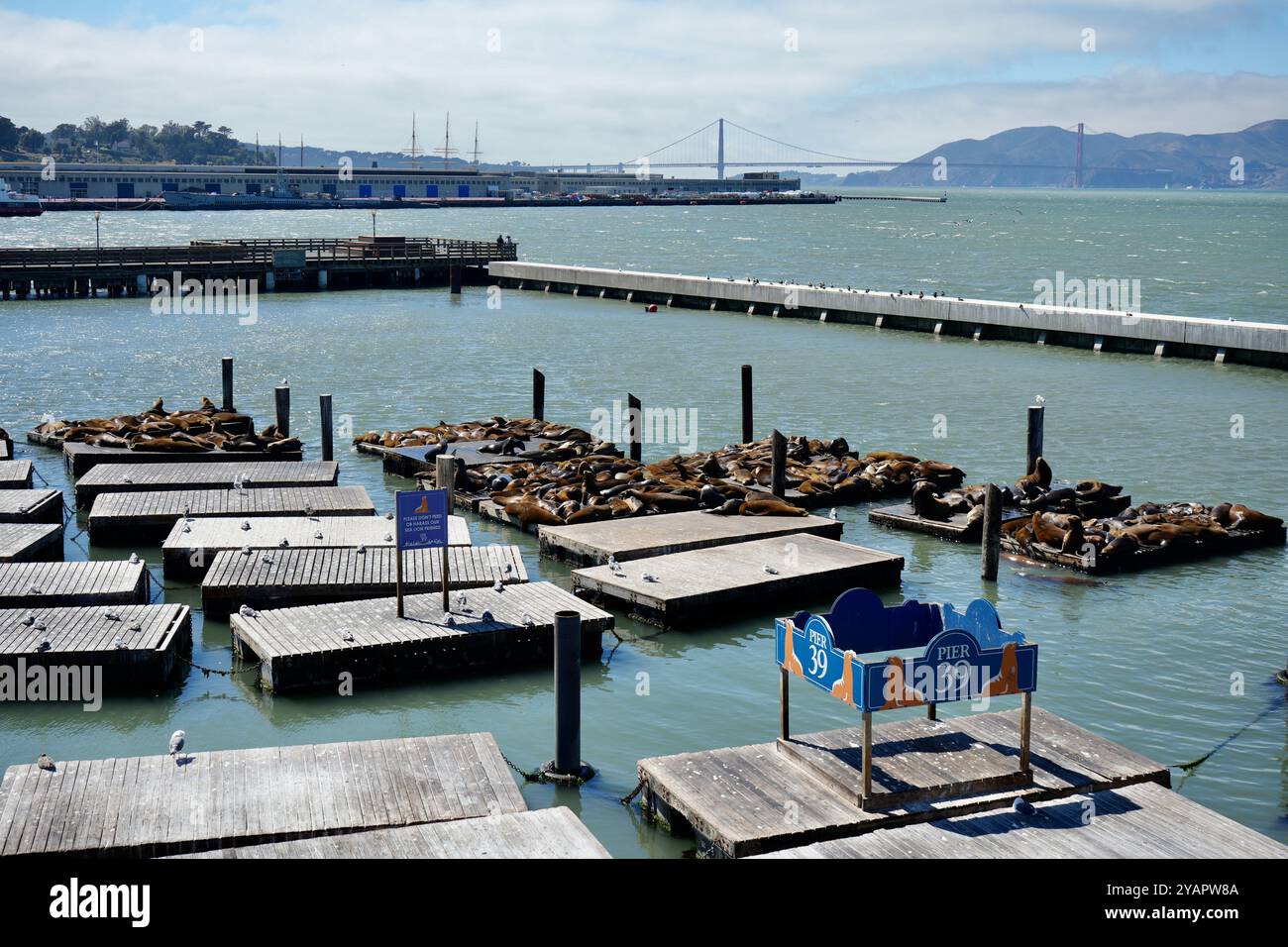 Seelöwen ruhen auf hölzernen Pontons in der Nähe von Pier 39, mit der Golden Gate Bridge dahinter. Stockfoto