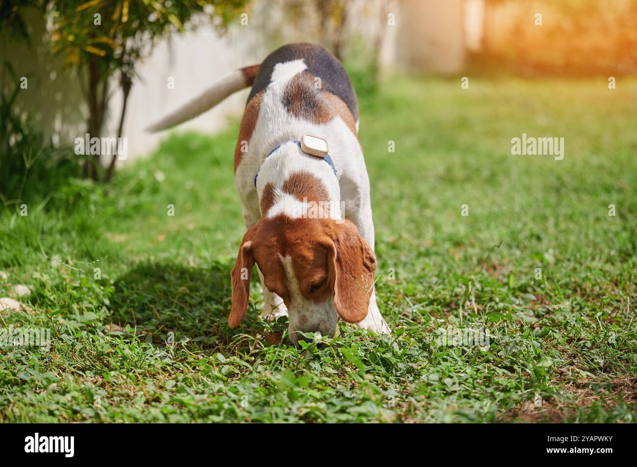 Beagle-Hund mit Nase im Gras an sonnigen Tagen Stockfoto