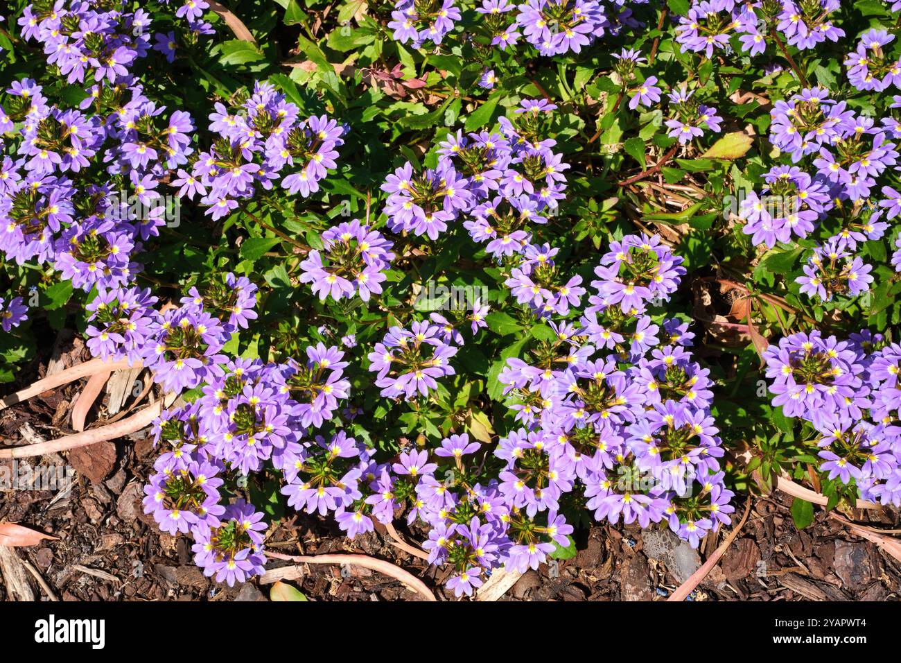 Scaevola aemula, auch bekannt als Fairy Fan-Flower oder Common Fan-Flower, eine australische Pflanze, die in einem Garten als Bodendecke wächst. Stockfoto