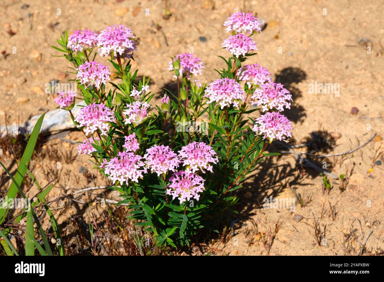 Pimelea, Pimelea hispida, ein einheimischer Sträucher, der auf feuchten Ebenen in Augusta im Südwesten Westaustraliens blüht und wächst, wo er endemisch ist. Stockfoto