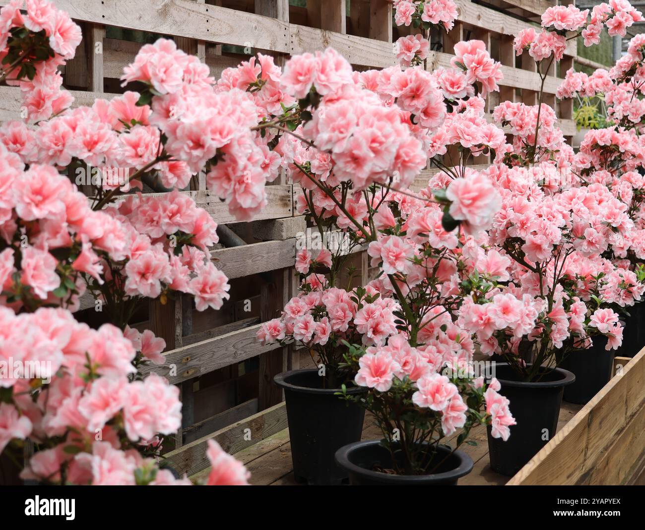 Rosafarbene Blüten mit weißem Zentrum blühen auf einem Baumzweig. Die Blumen sind so angeordnet, dass sie ein Gefühl von Tiefe und Bewegung erzeugen. Szene ist Stockfoto