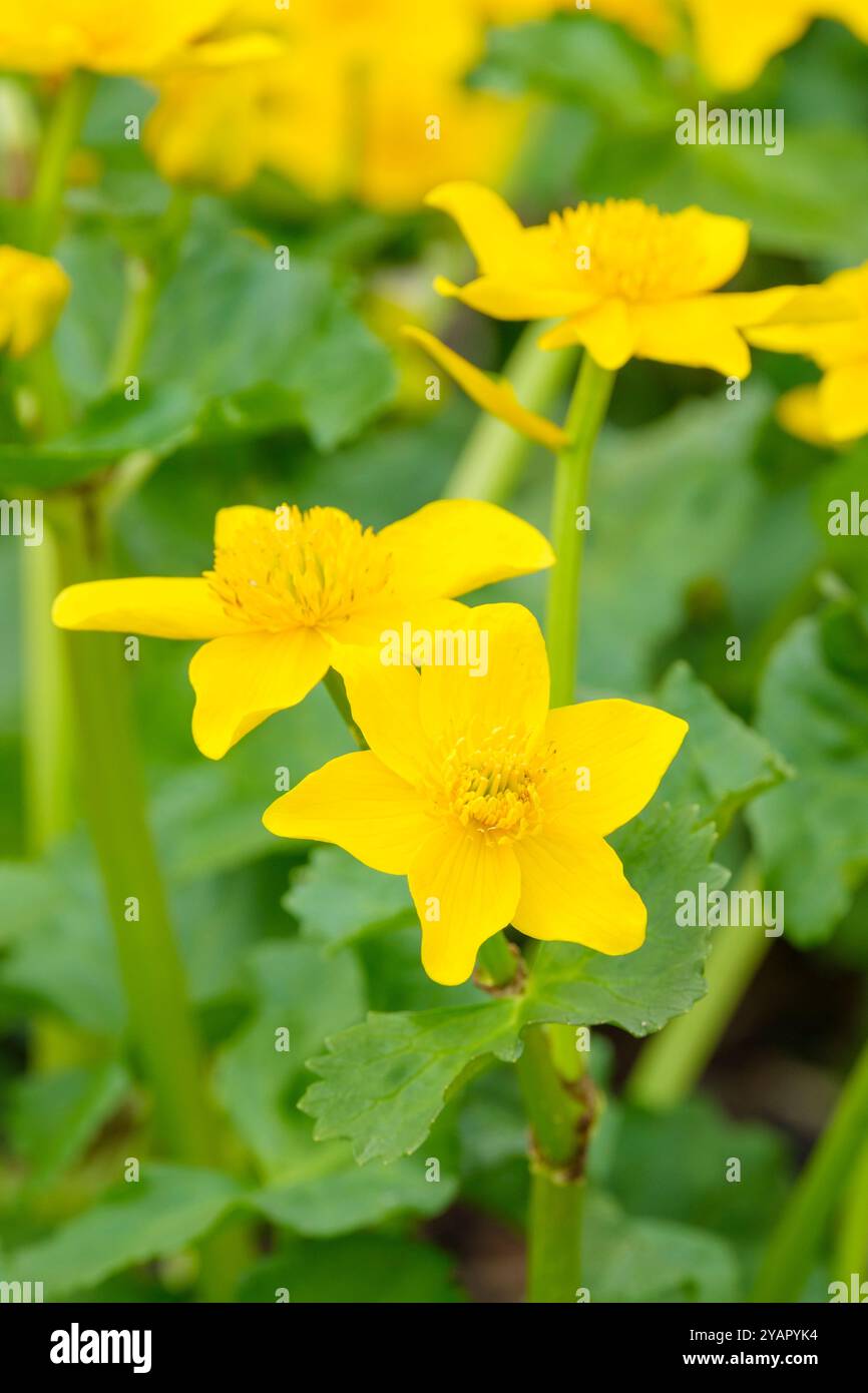 Caltha palustris, Sumpfblume, Königskebel, Randteichpflanze mit gelben Butterblumen im Frühjahr Stockfoto