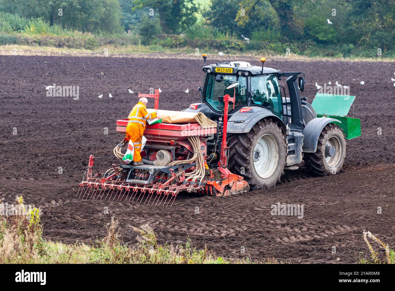 Landwirt, der die Sämaschine auf einem Traktor befüllt, der bereit ist, ein Feld mit Winterfrüchten zu säen Stockfoto