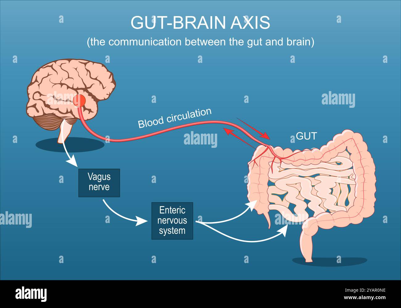 Darm-Hirn-Achse. Die Kommunikation zwischen Darm und Gehirn. Darmmikrobiota, Durchblutung, Vagusnerv und enterisches Nervensystem vom Gehirn zu Stock Vektor