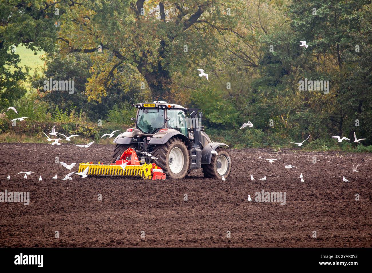 Traktor- und Bauernscheibe, die nach dem Pflügen auf einem Bauernfeld für die Aussaat bereit ist, gefolgt von einer Herde Möwen, Sandbach England UK Stockfoto