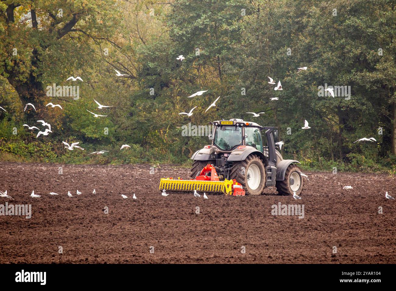 Traktor- und Bauernscheibe, die nach dem Pflügen auf einem Bauernfeld für die Aussaat bereit ist, gefolgt von einer Herde Möwen, Sandbach England UK Stockfoto