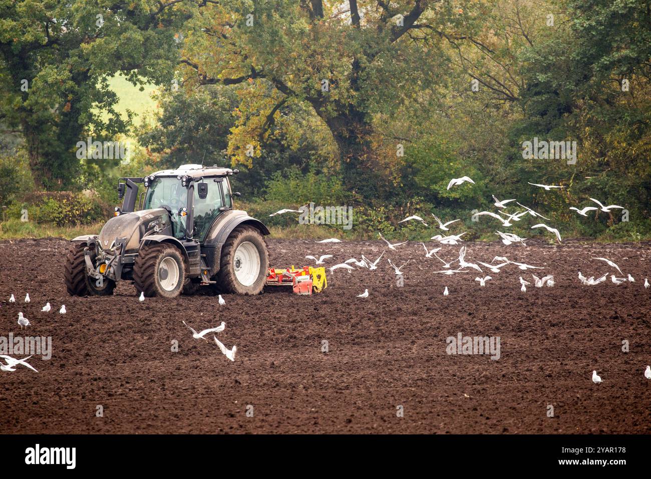 Traktor- und Bauernscheibe, die nach dem Pflügen auf einem Bauernfeld für die Aussaat bereit ist, gefolgt von einer Herde Möwen, Sandbach England UK Stockfoto