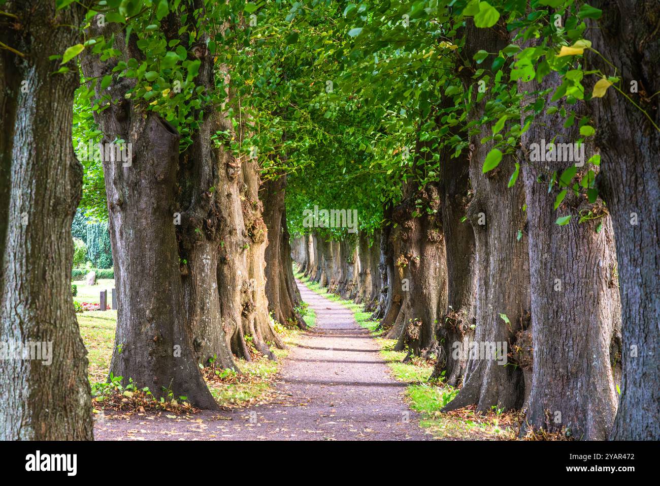 Kleiner Fußweg, Allee mit alten, großen Bäumen Stockfoto