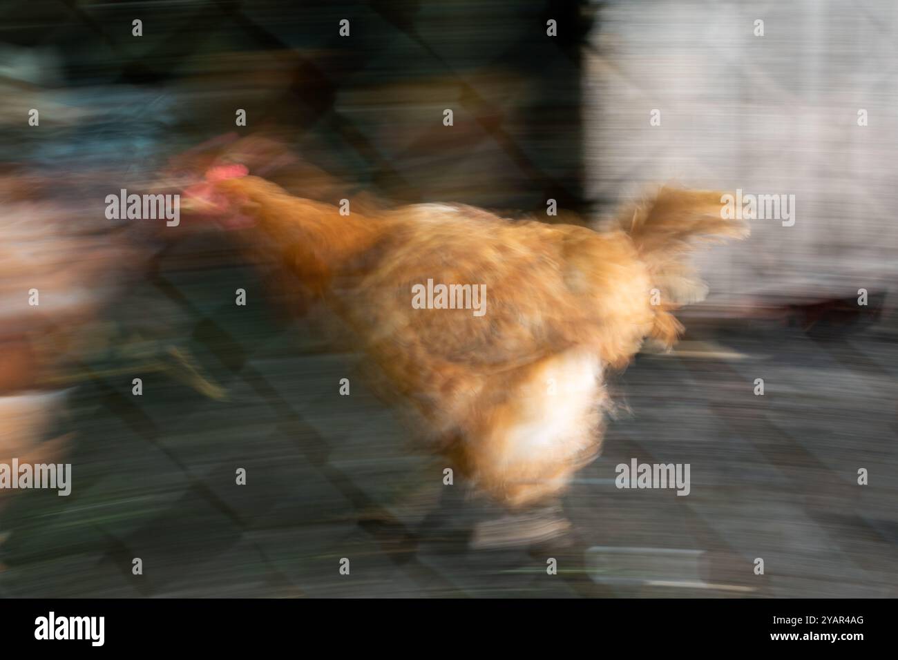 Hühner in Eile mit absichtlicher Bewegungsunschärfe hinter einem Kabelzaun aus Hühnerstall Stockfoto