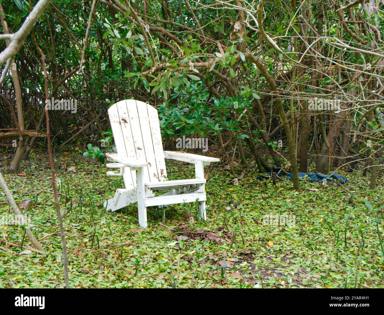 Leerer weißer adirondack-Stuhl, eingerahmt von Ästen in grünem Gras. Heller Sonnenschein und Schatten, keine Leute. Isolierter grüner Naturhintergrund. Abgespült Stockfoto