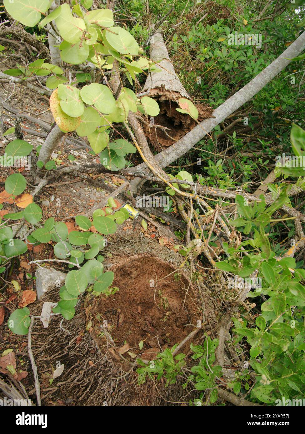 Vertikale Ansicht Palme, die von Hurrikanwinden nach hinten abgerissen wurde. Baumwagen vorne. Umgeben von üppigem, dichtem Grün spiegelt die Landschaft wider Stockfoto