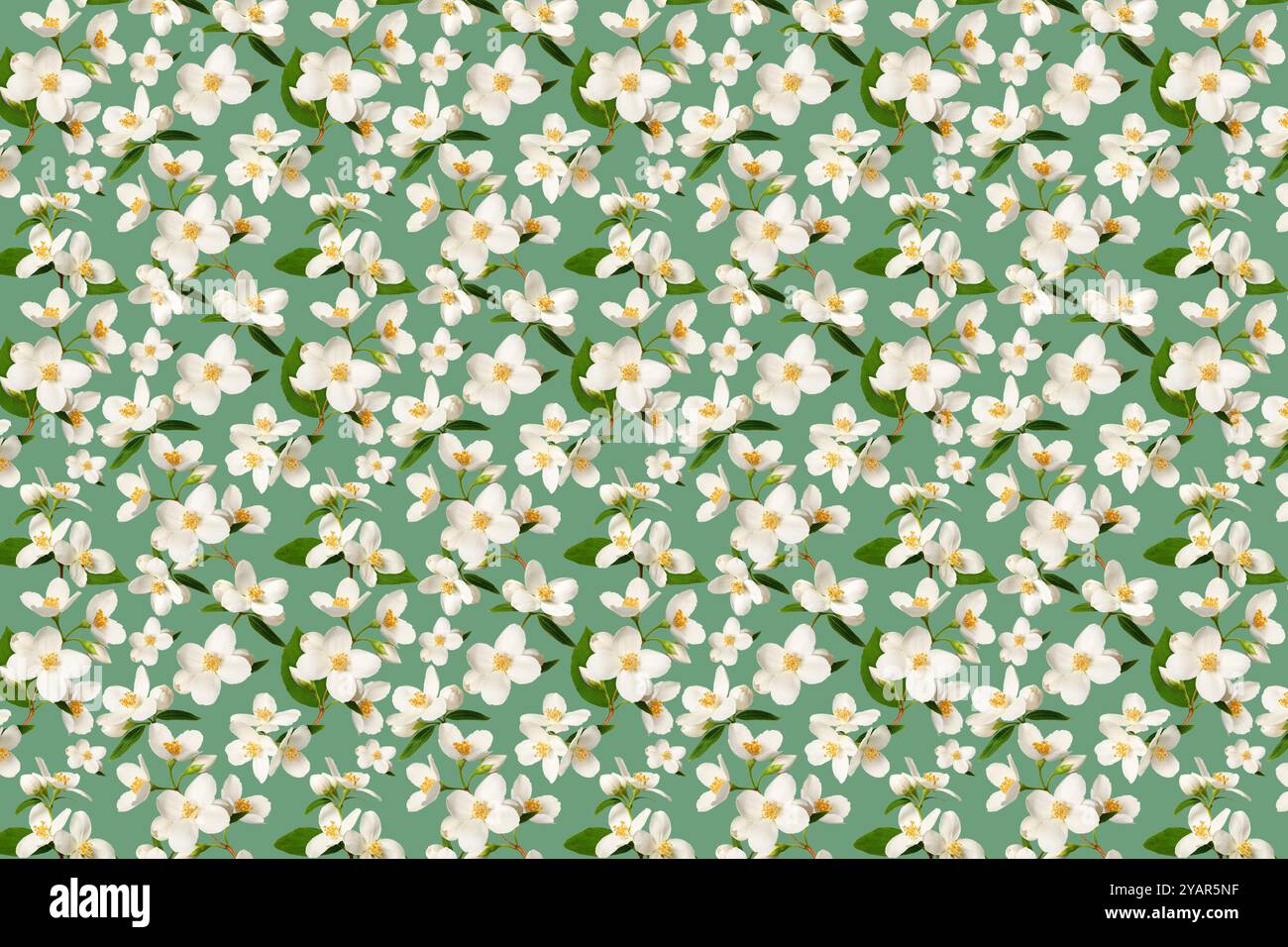 Blumenhintergrund. Zarte Jasminblüten auf grünem Hintergrund, wiederholtes Muster. Stockfoto