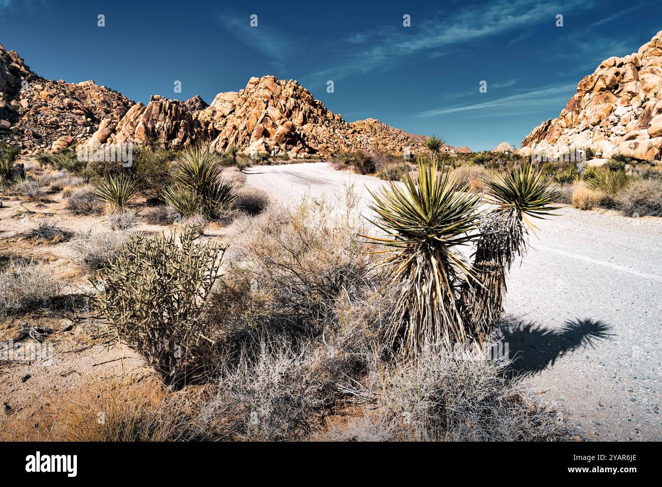 Landschaft mit Yucca-Baum im Joshua Tree National Park, Kalifornien, USA. Stockfoto