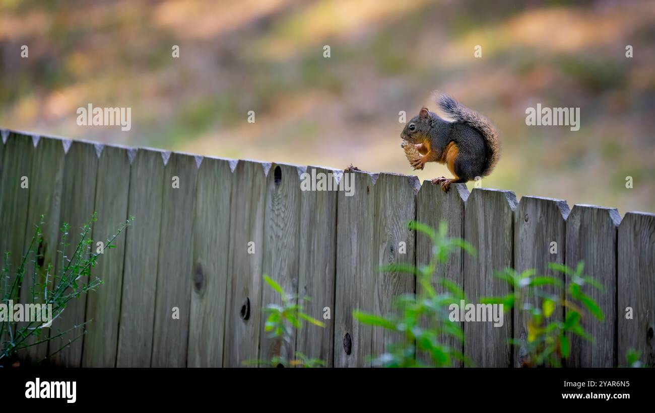 Ein douglas-Eichhörnchen (Tamiasciurus douglasii) isst einen Tannenzapfen auf einem Holzzaun in Waldport, Oregon, USA Stockfoto