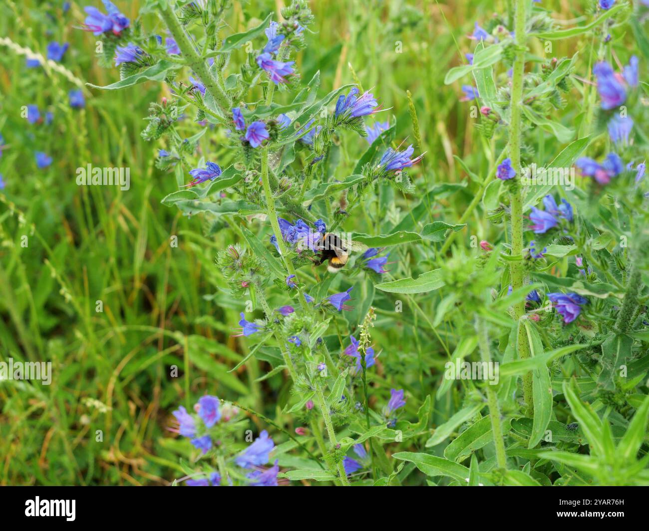 Eine große Hummel sitzt auf dem Bugloss einer blauvioletten Viper und bestäubt die Blüten. Ein faszinierendes Beispiel für die Interaktion zwischen Insekten und Pflanzen. Stockfoto