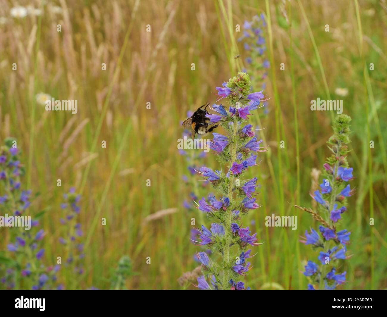 Eine große Hummel sitzt auf dem Bugloss einer blauvioletten Viper und bestäubt die Blüten. Ein faszinierendes Beispiel für die Interaktion zwischen Insekten und Pflanzen. Stockfoto