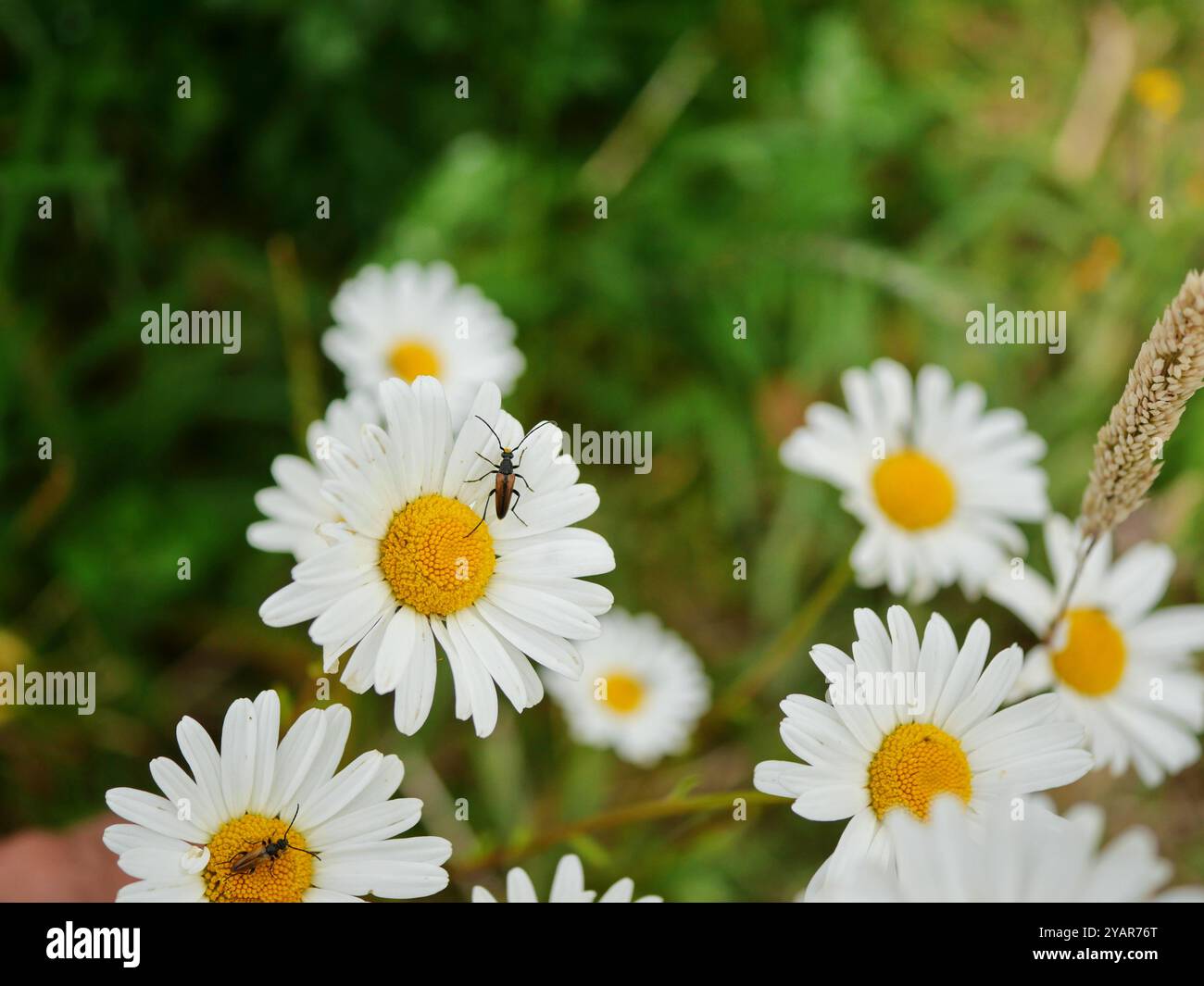 Ein Langhornkäfer sitzt auf einem Gänseblümchen und wartet auf einen anderen Langhornkäfer. Ein faszinierender natürlicher Moment, in dem Insekteninteraktionen gezeigt werden Stockfoto