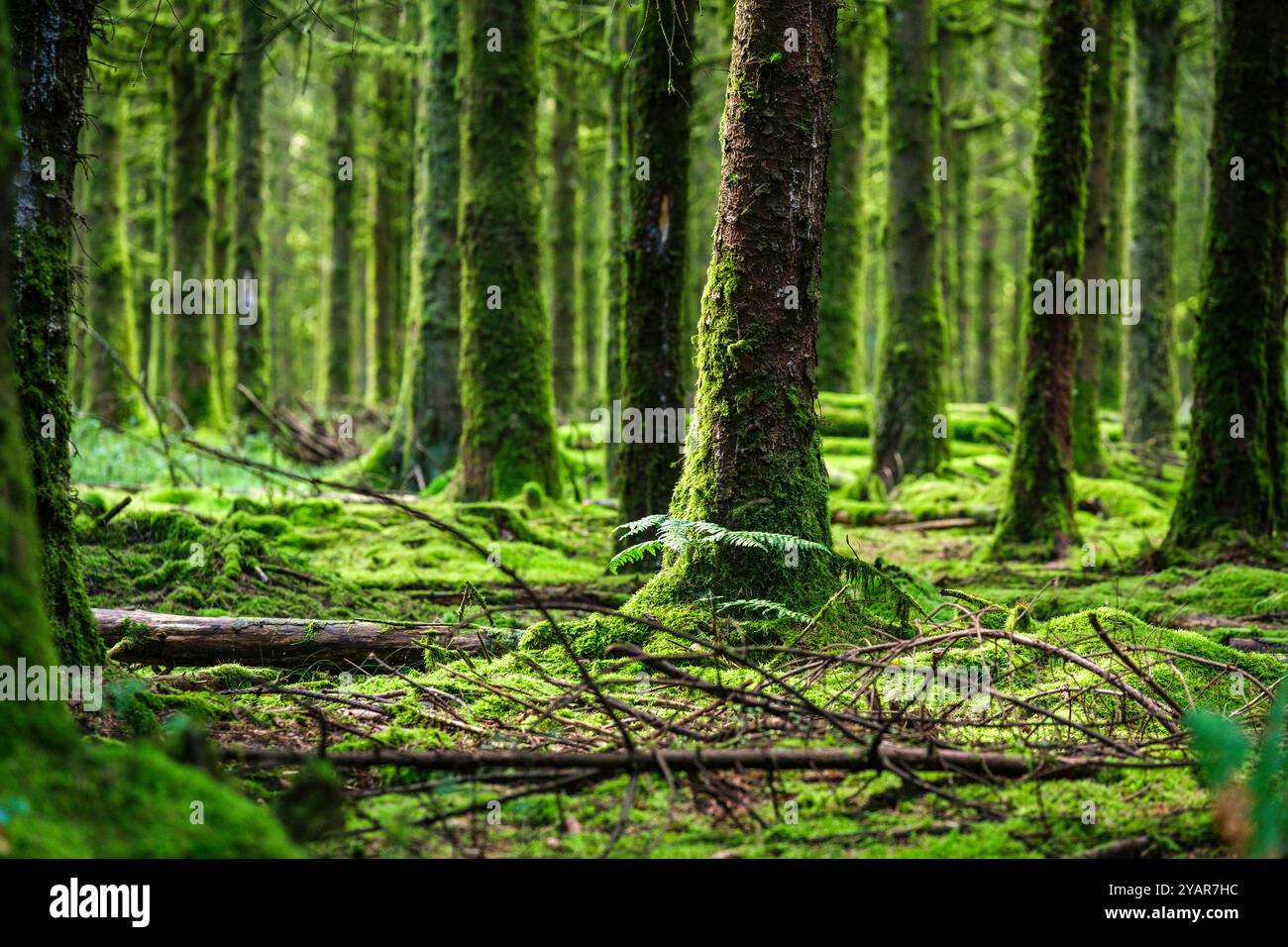 La Tour du Millénaire EST une oeuvre bewundernswert. Comme si vous étiez au sommet du Mat d'un navire, la vue s'étend au delà de 30 kilomètres, sur un océa Stockfoto