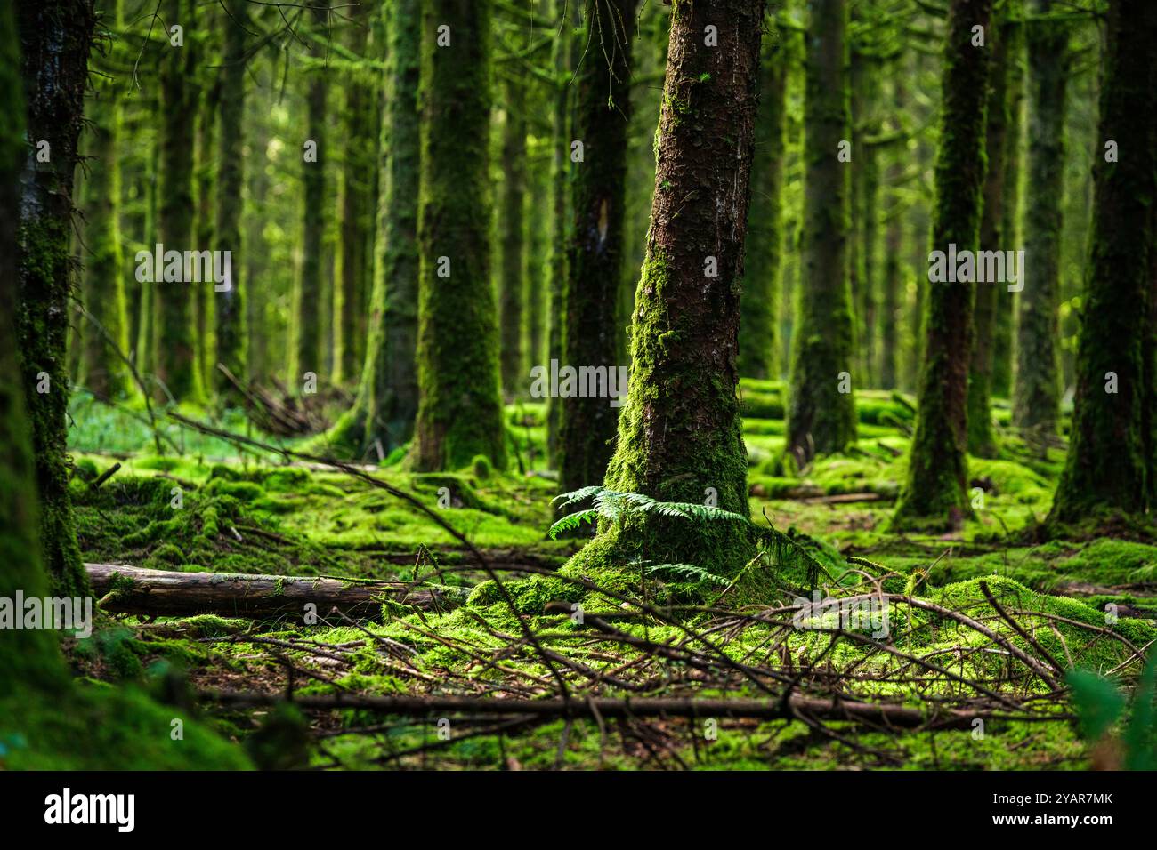 La Tour du Millénaire EST une oeuvre bewundernswert. Comme si vous étiez au sommet du Mat d'un navire, la vue s'étend au delà de 30 kilomètres, sur un océa Stockfoto