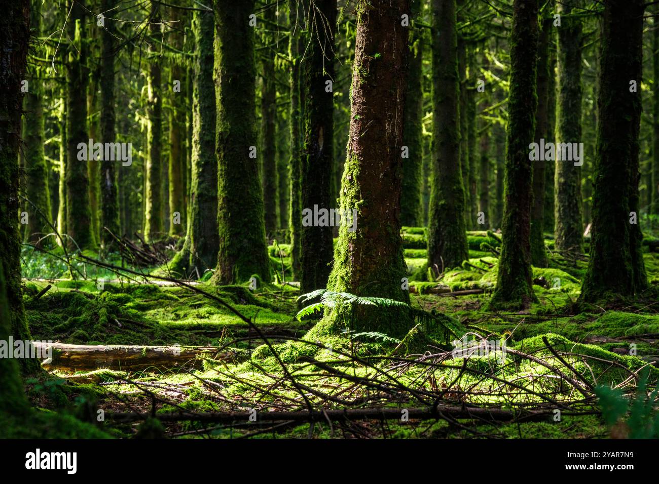 La Tour du Millénaire EST une oeuvre bewundernswert. Comme si vous étiez au sommet du Mat d'un navire, la vue s'étend au delà de 30 kilomètres, sur un océa Stockfoto