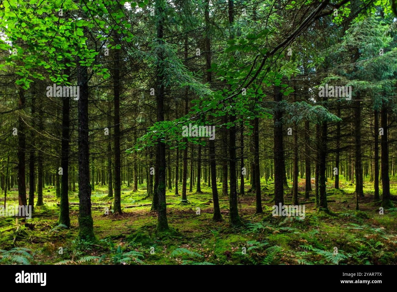 La Tour du Millénaire EST une oeuvre bewundernswert. Comme si vous étiez au sommet du Mat d'un navire, la vue s'étend au delà de 30 kilomètres, sur un océa Stockfoto