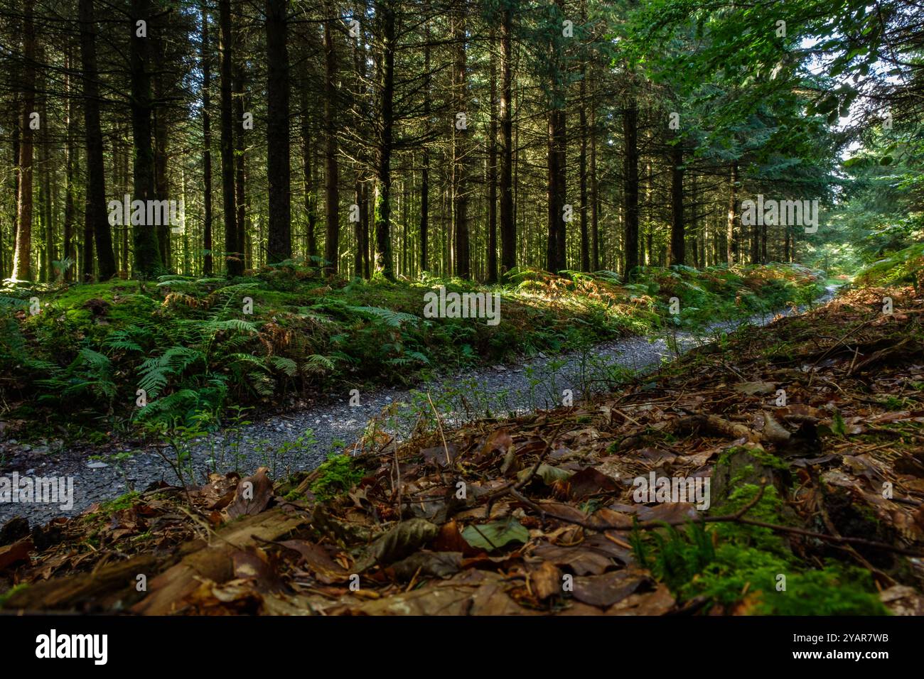 La Tour du Millénaire EST une oeuvre bewundernswert. Comme si vous étiez au sommet du Mat d'un navire, la vue s'étend au delà de 30 kilomètres, sur un océa Stockfoto