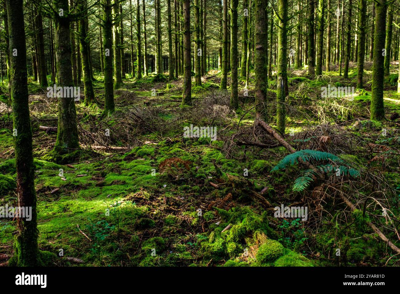 La Tour du Millénaire EST une oeuvre bewundernswert. Comme si vous étiez au sommet du Mat d'un navire, la vue s'étend au delà de 30 kilomètres, sur un océa Stockfoto