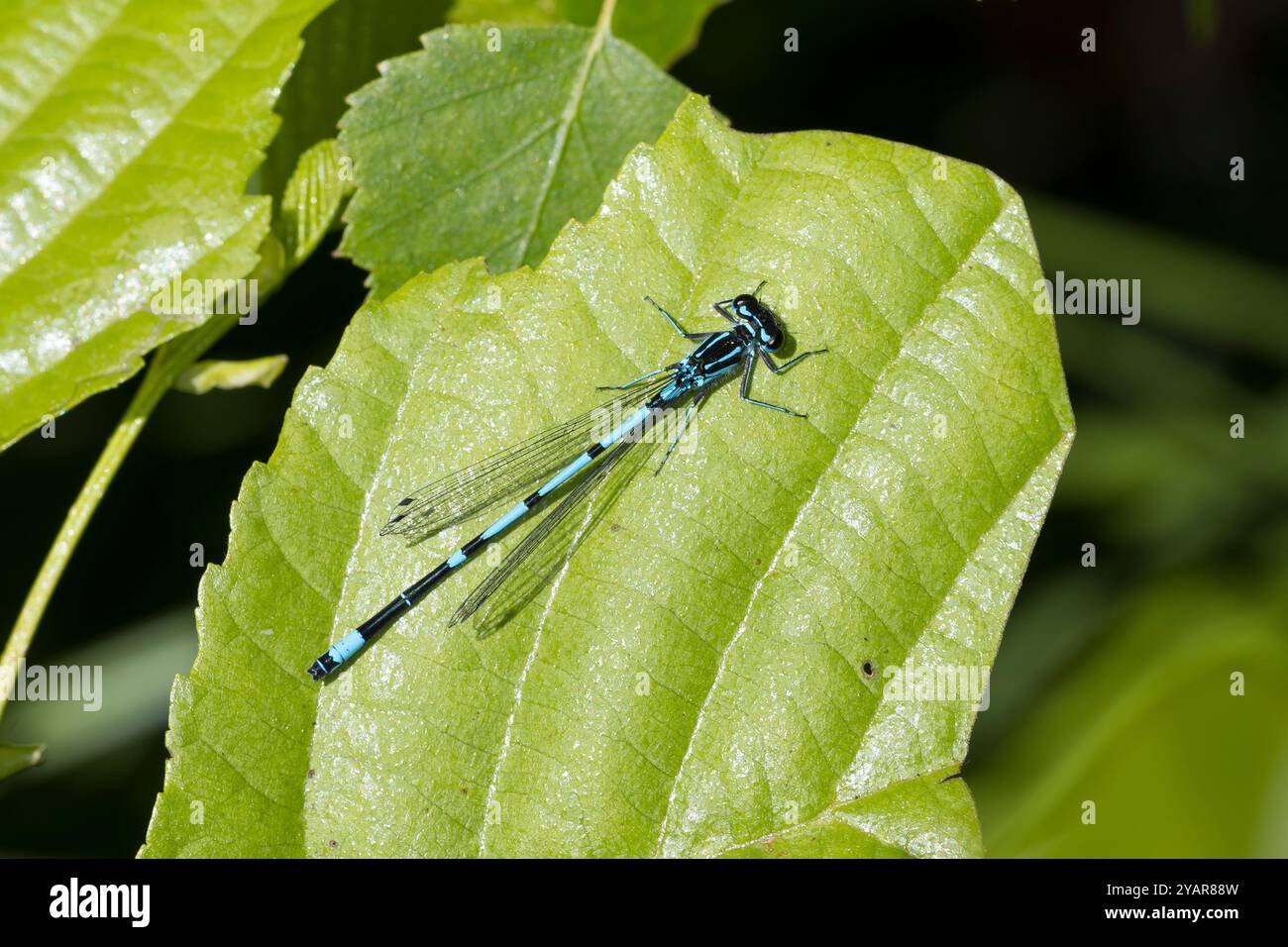 Fledermaus-Azurjungfer, Fledermausazurjungfer, Azurjungfer, Männchen, Coenagrion pulchellum, Variable Damselfly, Variable Bluet, männlich, Agrion Joli Stockfoto