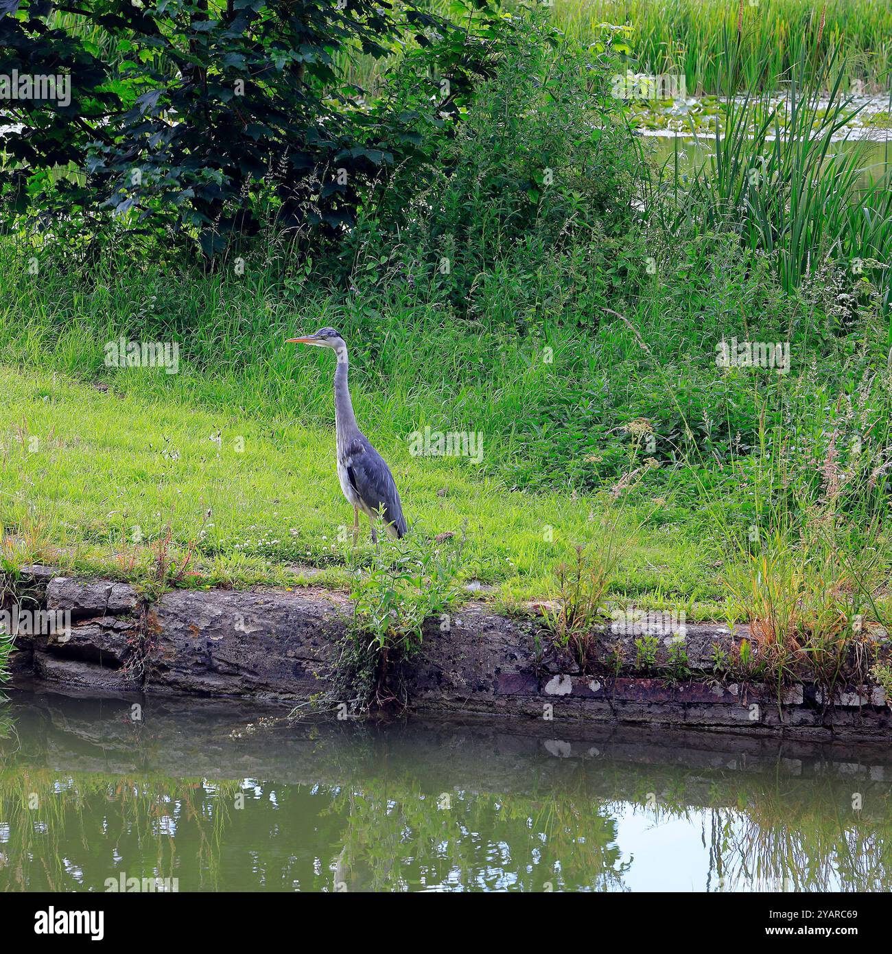 Heron - Graureiher - (Ardea cinerea) am Kennett & Avon Kanal bei Devizes. Vom Juli 2024. Sommer. Stockfoto