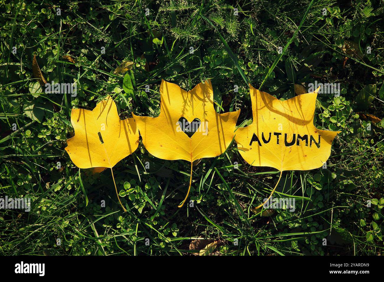 Ich liebe herbstliche Worte in gelbe Blätter, die im Gras liegen Stockfoto