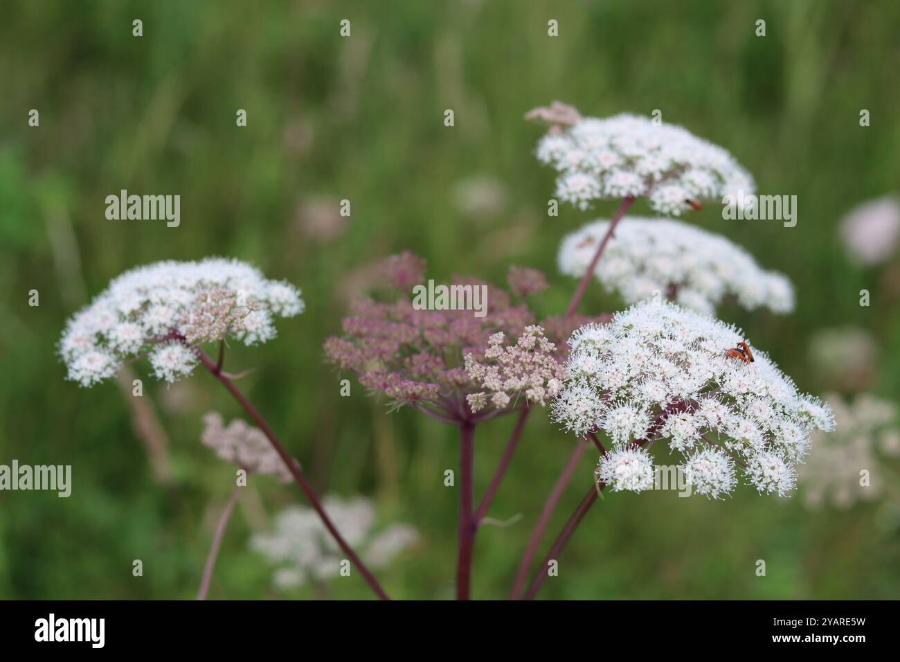 Nahaufnahme der wilden angelica-Blumen Stockfoto