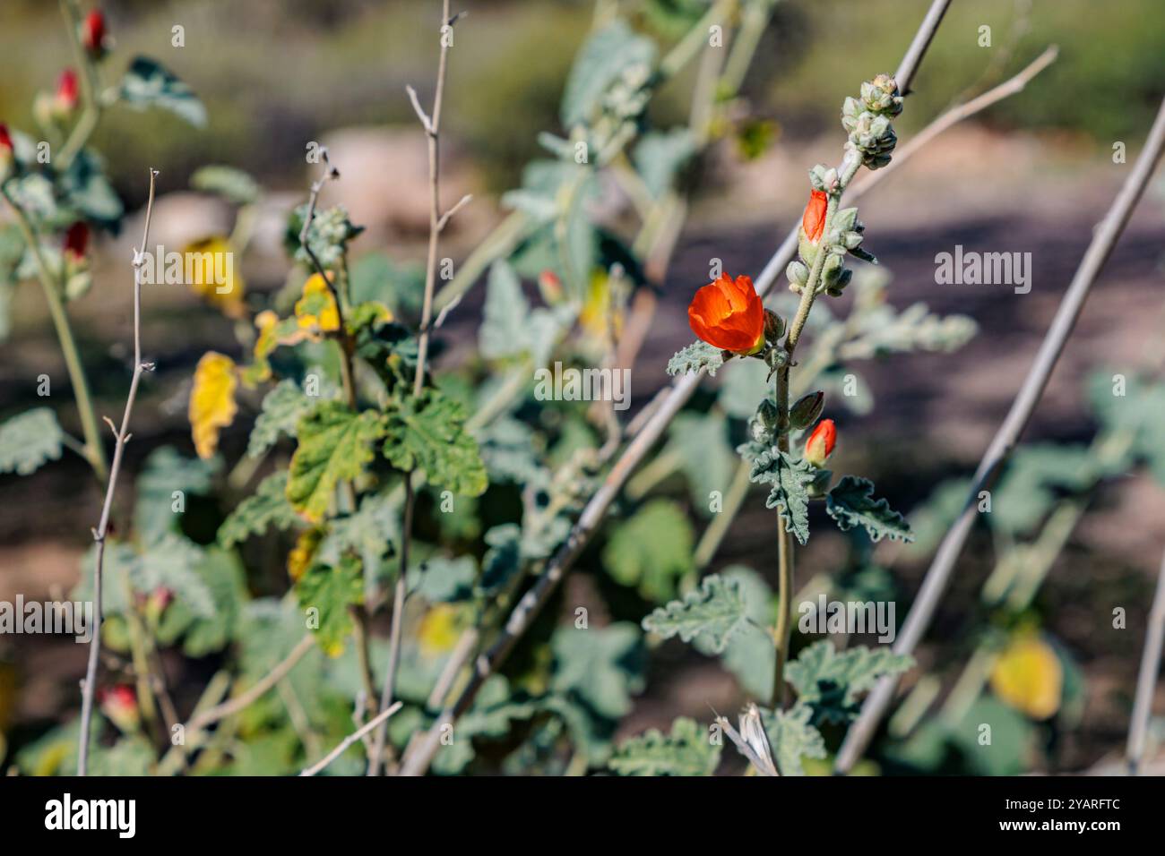 Nahaufnahme einer blühenden Wüstenkugel-Malve (Sphaeralcea ambigua)-Pflanze im White Tank Mountain Regional Park in Phoenix, Arizona, USA Stockfoto