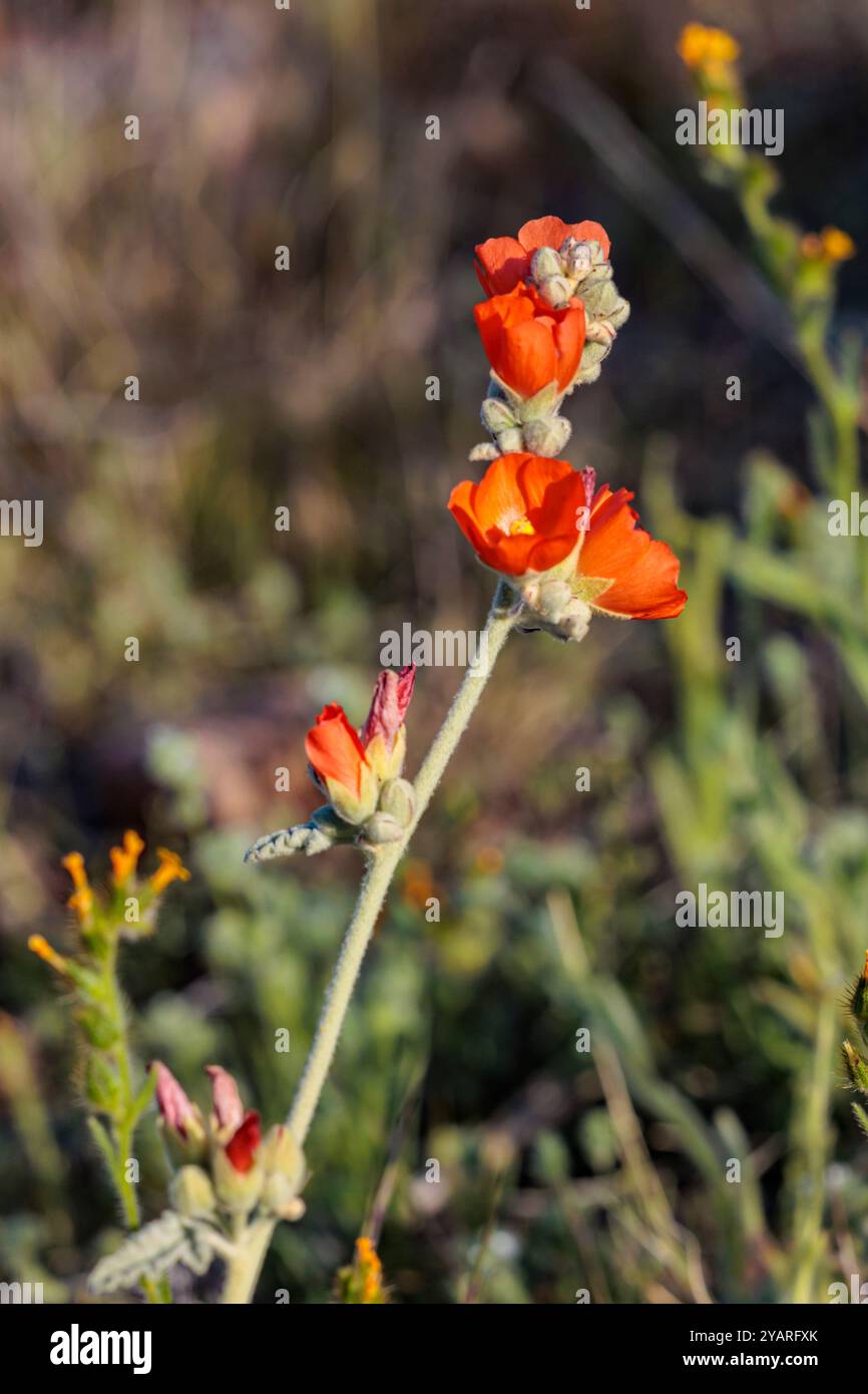 Nahaufnahme einer blühenden Wüstenkugel-Malve (Sphaeralcea ambigua)-Pflanze im White Tank Mountain Regional Park in Phoenix, Arizona, USA Stockfoto