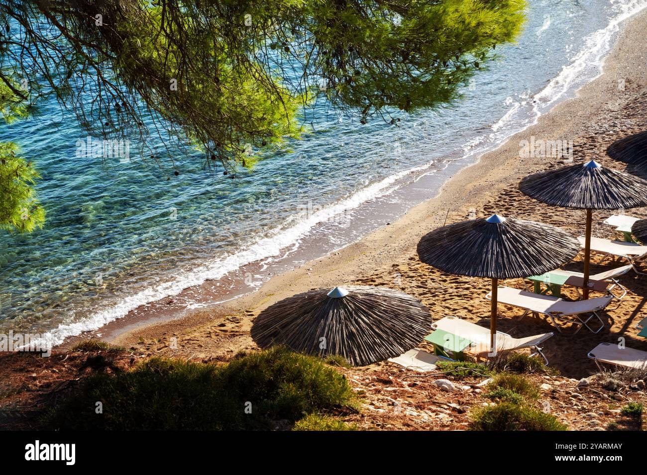 Herrlicher Blick auf den Sandstrand mit frischen grünen Kiefernnadeln auf Kreta (oder Spetses oder Satorini oder Mykonos oder Korfu oder Zakkinthos) - fantastisches Rezidiv Stockfoto