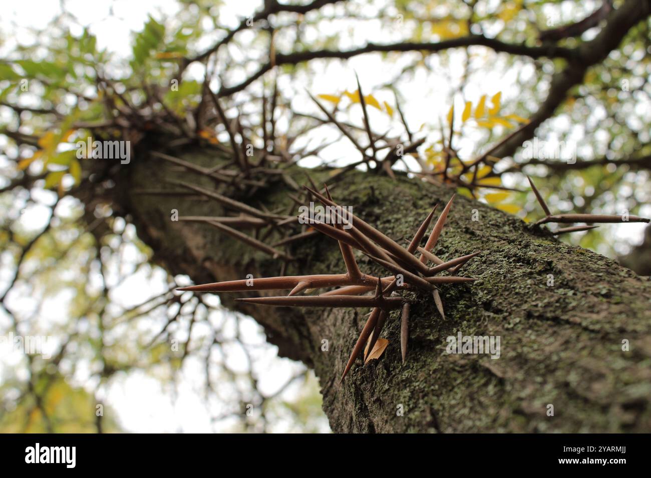 Scharfe Dornen ragen aus dem Baumstamm hervor und schaffen ein beeindruckendes und gefährliches Aussehen. Stockfoto