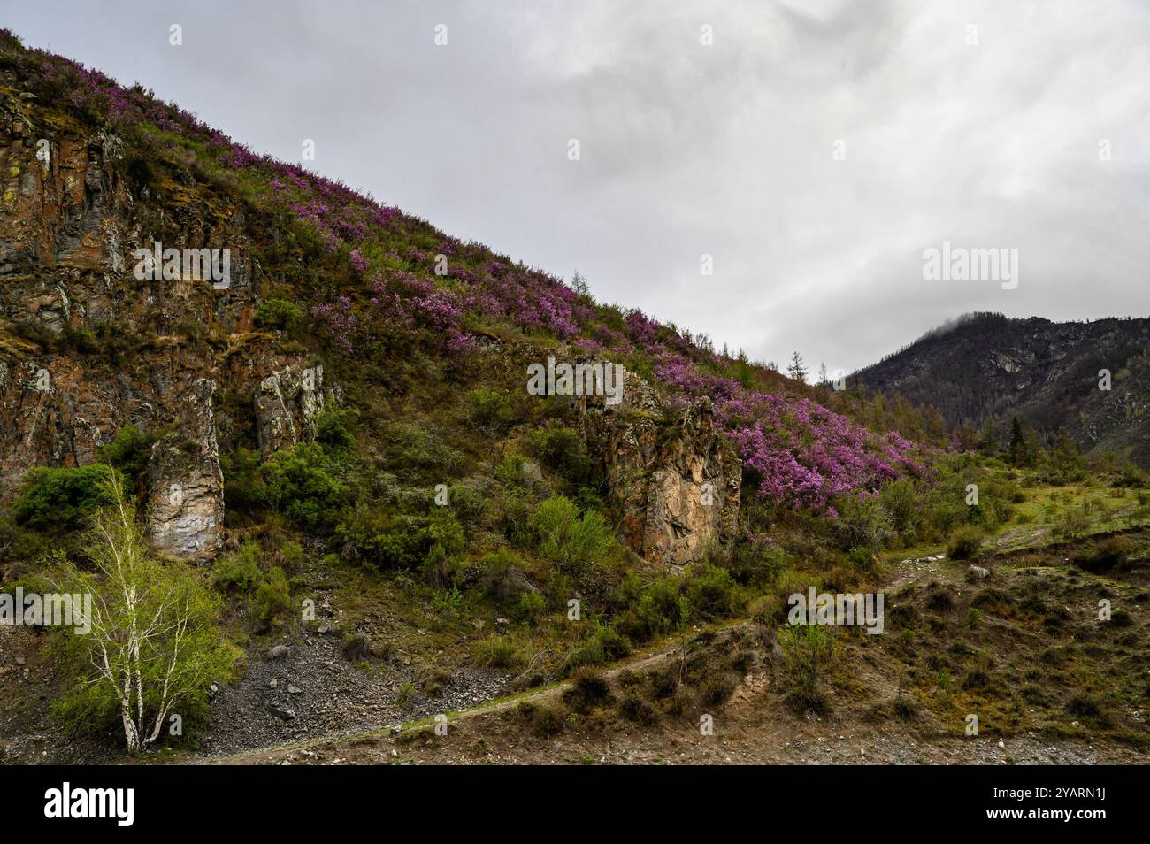 Rhododendron dauricum Blüten (populäre Namen bagulnik maralnik) in Altai im Frühling. Sonnenstrahlen strahlen strahlen durch die Blumen. Stockfoto