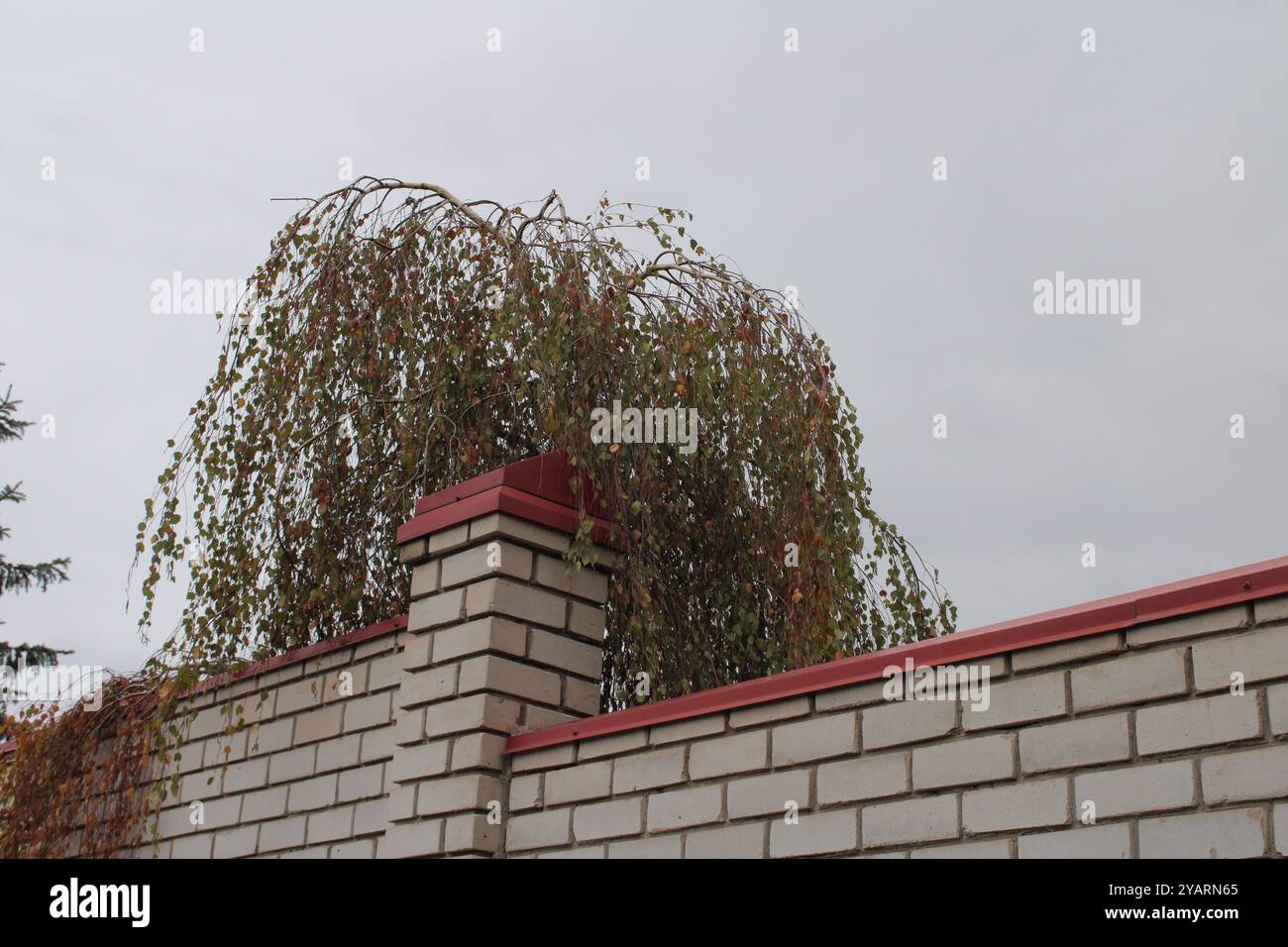 Eine weiße Ziegelwand, einfach und minimalistisch. Hinter der Mauer steht ein hoher Baum, dessen grüne Blätter mit der strengen Geometrie der Ziegel harmonieren. Stockfoto