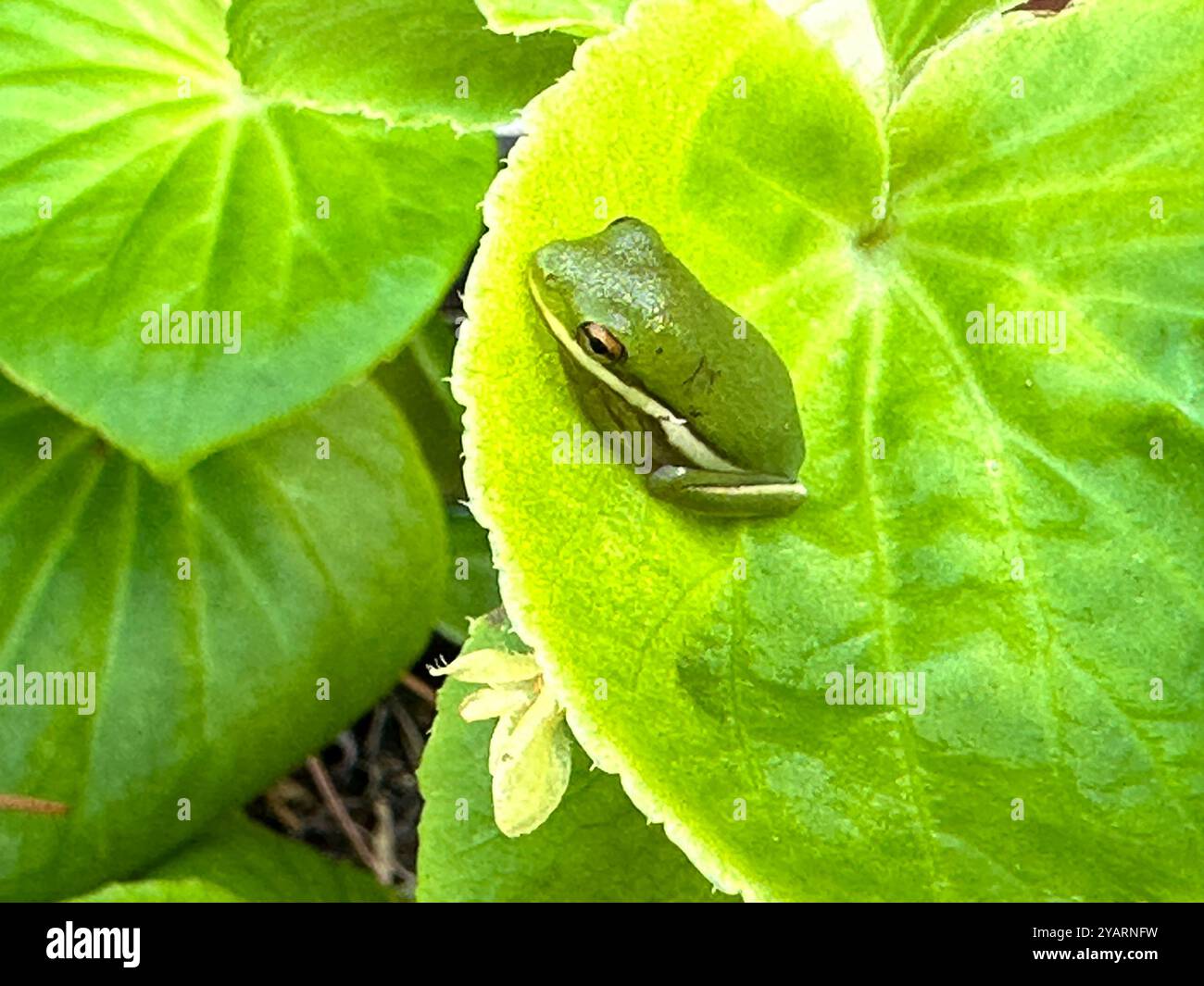 Der einheimische amerikanische grüne Baumfrosch auf dem Blatt po A Begonienpflanze am Ponte Vedra Beach, Florida - Smartphone-aufgenommenes Stockfoto