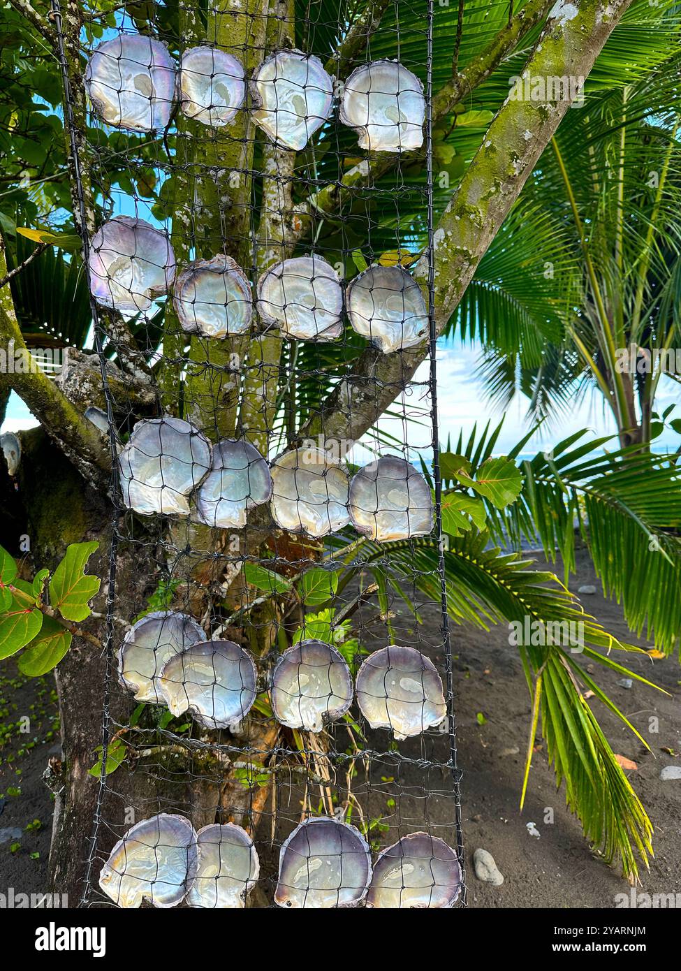 Ein hängender Schmuck aus Muscheln in Französisch-Polynesien - Smartphone-aufgenommenes Stockfoto
